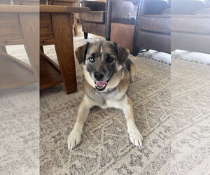 Siberian Husky-Unknown Mix Dogs for adoption in Sandy, UT, USA