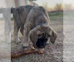 Small #8 Mastiff-Pyrenean Mastiff Mix