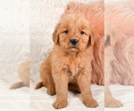 Small Photo #4 Golden Retriever Puppy For Sale in MILLERSBURG, OH, USA