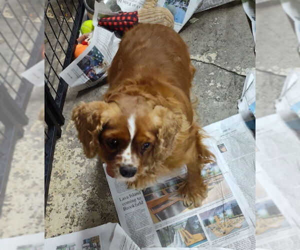 Medium Photo #2 Cavalier King Charles Spaniel Puppy For Sale in Mukwonago, WI, USA
