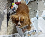 Small #1 Cavalier King Charles Spaniel