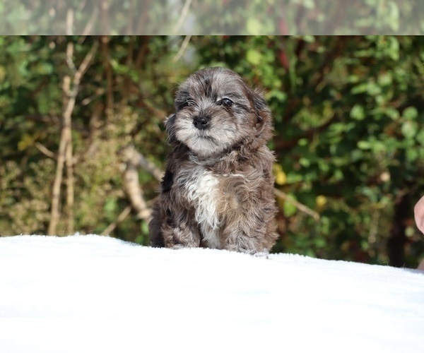 Medium Photo #10 ShihPoo Puppy For Sale in DYERSBURG, TN, USA