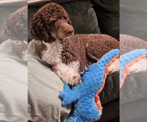 Father of the Bernedoodle puppies born on 06/06/2026