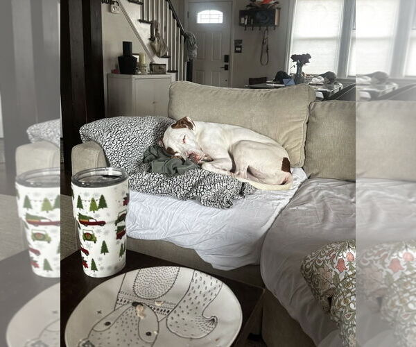 Medium Photo #10 American Pit Bull Terrier-Unknown Mix Puppy For Sale in Westwood, NJ, USA