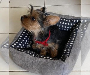 Yorkshire Terrier Puppy for sale in OAK LAWN, IL, USA