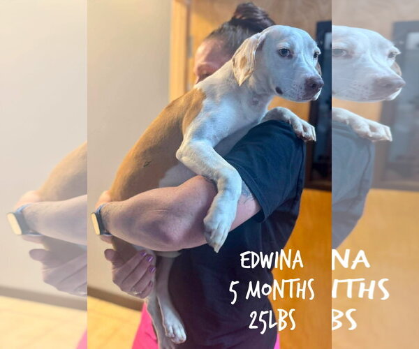 Medium Photo #1 Mutt Puppy For Sale in Woodbury, NY, USA