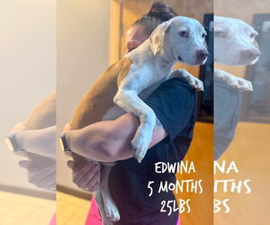 Mutt Dogs for adoption in Woodbury, NY, USA
