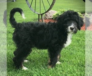Bernedoodle Puppy for Sale in CLARE, Michigan USA