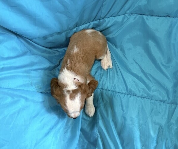 Medium Photo #5 Cavalier King Charles Spaniel Puppy For Sale in THORP, WI, USA
