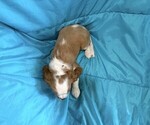 Small #4 Cavalier King Charles Spaniel