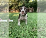 Small Photo #4 American Bully Puppy For Sale in NASHVILLE, TN, USA