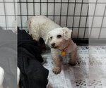 Small Photo #2 Zuchon Puppy For Sale in Mukwonago, WI, USA