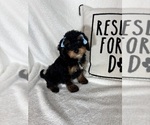 Small #3 Bernedoodle