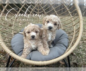Poochon Puppy for sale in NIANGUA, MO, USA