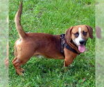 Small #4 Basset Hound-German Shepherd Dog Mix