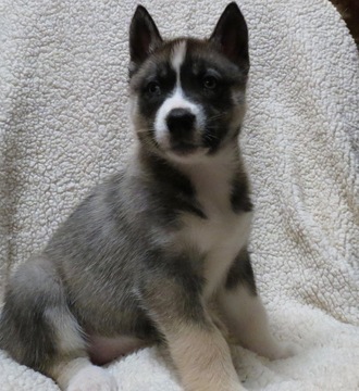 Medium Photo #1 Siberian Husky Puppy For Sale in HILLSBORO, OH, USA