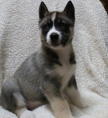 Siberian Husky Puppy for sale in HILLSBORO, OH, USA