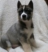 Small Photo #1 Siberian Husky Puppy For Sale in HILLSBORO, OH, USA