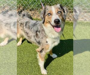 Australian Shepherd Dogs for adoption in Fayetteville, NC, USA
