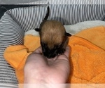 Small Photo #235 Belgian Malinois Puppy For Sale in REESEVILLE, WI, USA
