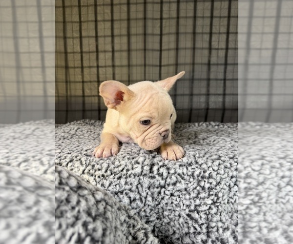 Medium Photo #4 French Bulldog Puppy For Sale in WACO, TX, USA