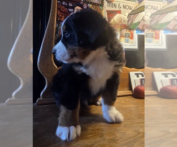Medium Photo #17 Bernese Mountain Dog Puppy For Sale in HILLSBORO, OH, USA