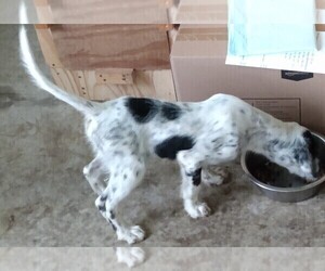 Llewellin Setter Puppy for sale in PONDER, TX, USA