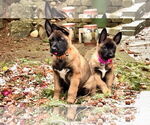 Small #14 German Shepherd Dog