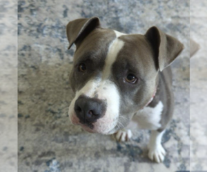 American Pit Bull Terrier Dogs for adoption in Berkeley, CA, USA