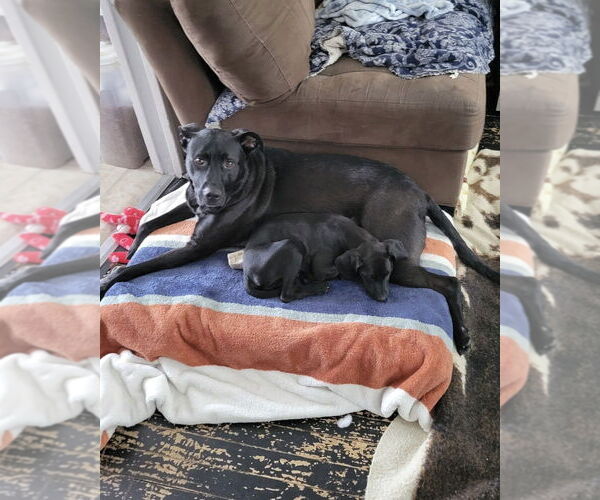 Medium Photo #17 Labrador Retriever-Unknown Mix Puppy For Sale in Brewster, NY, USA