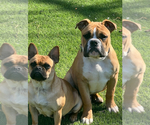 Small Photo #1 French Bulloxer Puppy For Sale in KENT, WA, USA