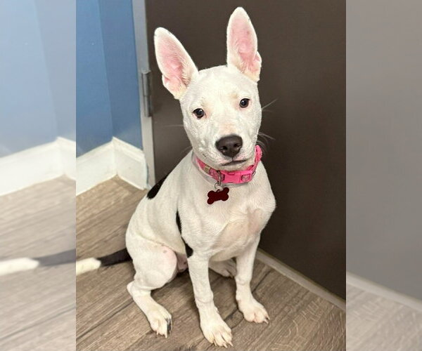 Medium Photo #4 American Pit Bull Terrier-Unknown Mix Puppy For Sale in Lakewood, CO, USA