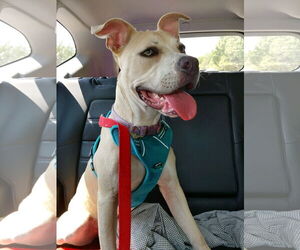 Boxer-Unknown Mix Dogs for adoption in Euless, TX, USA