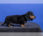Small Photo #12 Dachshund Puppy For Sale in CROWLEY, TX, USA
