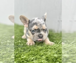 French Bulldog Puppy for sale in DALLAS, TX, USA