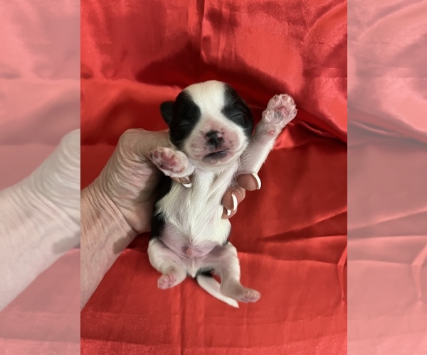 Medium Photo #9 Shih Tzu Puppy For Sale in DOWNEY, CA, USA