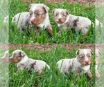 Small #1 Miniature Australian Shepherd