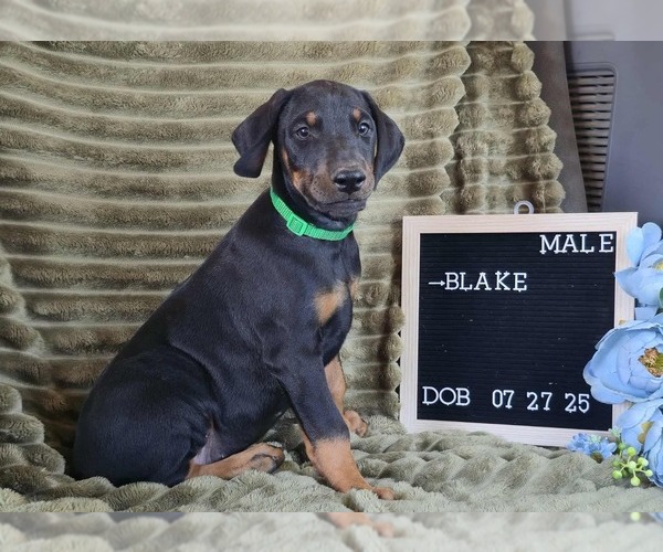 Medium Photo #2 Doberman Pinscher Puppy For Sale in POMEROY, OH, USA