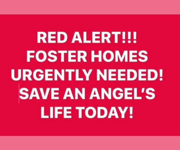 Medium Photo #1 Cocker Spaniel Puppy For Sale in Flushing, NY, USA