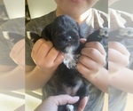 Small Photo #3 Schnauzer (Miniature) Puppy For Sale in COMANCHE, TX, USA
