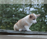 Small Photo #7 Pembroke Welsh Corgi Puppy For Sale in ELKTON, KY, USA