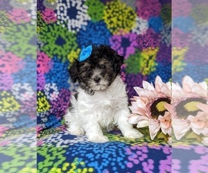 Poodle (Miniature) Puppy for sale in RISING SUN, MD, USA
