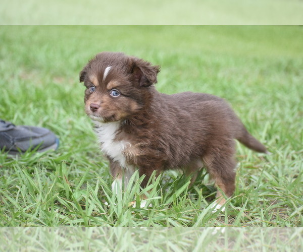 Medium Photo #10 Miniature Australian Shepherd Puppy For Sale in PALM COAST, FL, USA