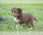 Small #9 Miniature Australian Shepherd