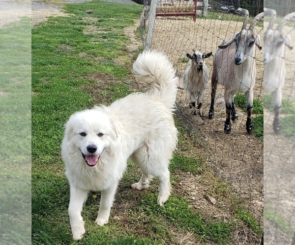 Medium Photo #6 Great Pyrenees Puppy For Sale in DOWELLTOWN, TN, USA