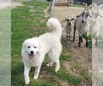 Small Photo #6 Great Pyrenees Puppy For Sale in DOWELLTOWN, TN, USA