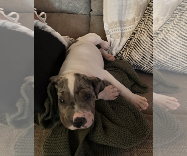 Medium Photo #7 Chinese Shar-Pei-Unknown Mix Puppy For Sale in Wakefield, RI, USA