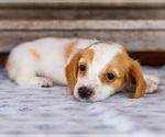 Small Photo #21 Dachshund Puppy For Sale in WAKARUSA, IN, USA