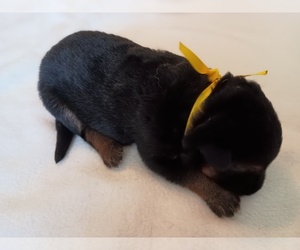 German Shepherd Dog Puppy for sale in OAK GROVE, OR, USA