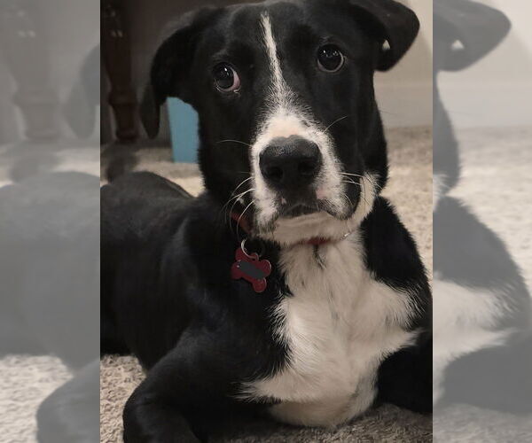 Medium Photo #3 Mutt Puppy For Sale in Boston, MA, USA